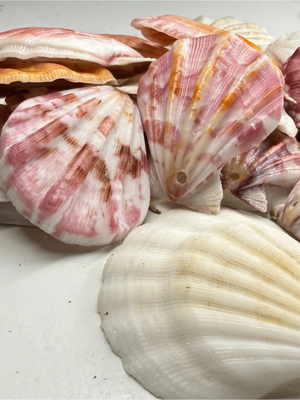 New! Natural Folded Scallops Pre Drilled Holes DIY Jewelry Making Crafting Lot